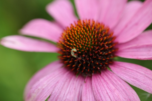 Pink Zinnia Flower With Green Bush Cricket on Petals Close up