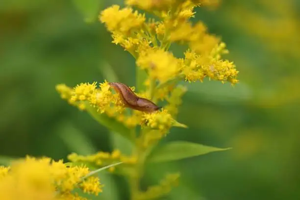 Photo of Small brown slug stands slithering on bright yellow flowers