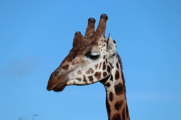 istock Giraffe in zoo enclosure tall mammals 1816066558
