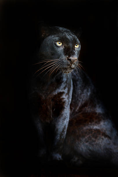 Our Best Black Panther Animal Stock Photos, Pictures & Royalty-Free Images  - iStock