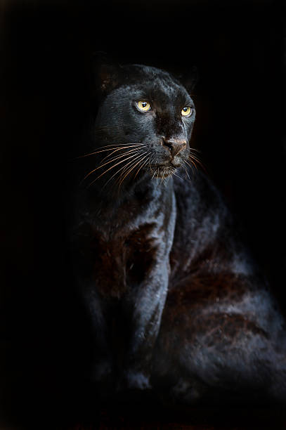 Our Best Black Panther Animal Stock Photos, Pictures & Royalty-Free Images - iStock Our Best Black Panther Animal Stock Photos, Pictures & Royalty-Free Images - iStock