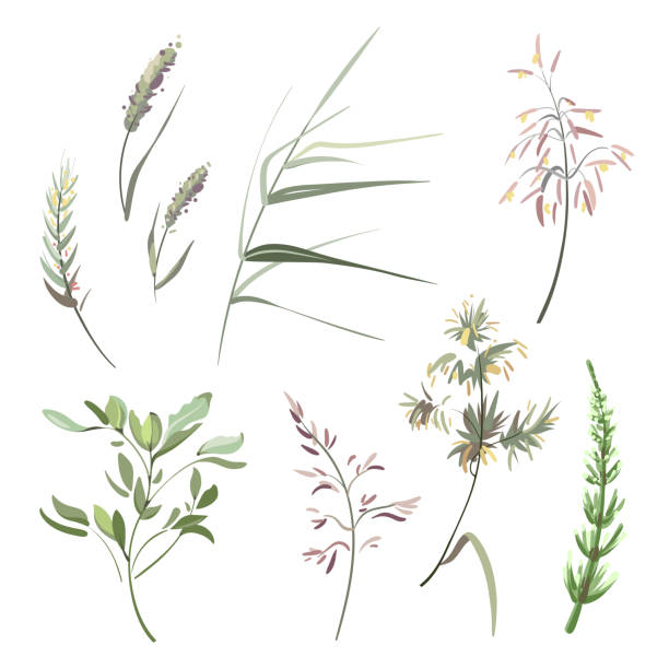 Colorful hand drawn sketch. Set of plants on a white background. Medical herb and spice. Vintage grass branch. 
Images for your design projects avena fatua stock illustrations