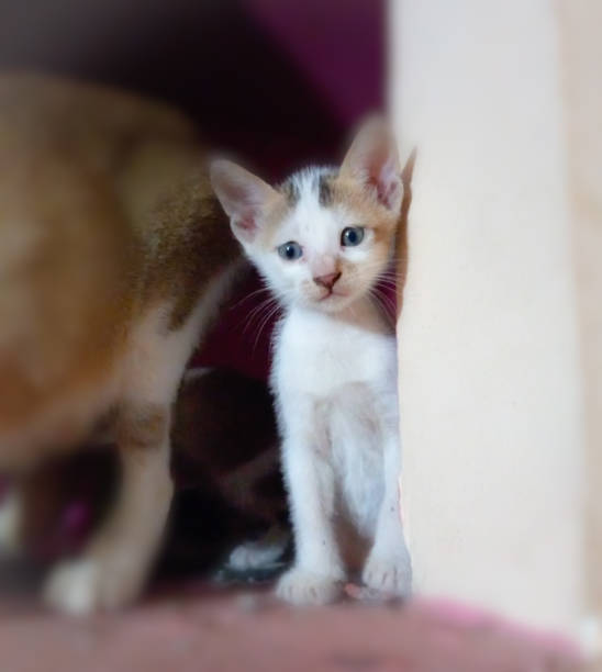 istock Abyssinin cat photography. 1816072602