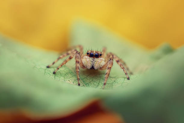 istock Jumping spider macro closeup shot on green defocused nature background 1816077307