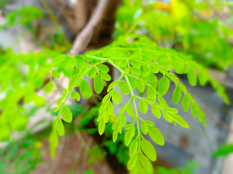 Natural Moringa leaves in the Garden. Moringa oleifera, Moringa leaves on tree.