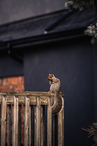 A vertical shot of an adorable brown squirrel perched atop a rustic wooden fence