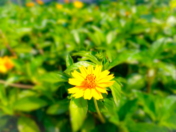 istock Sphagneticola trilobata or Bay Biscayne. 1816081711