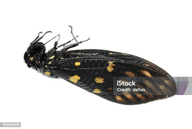 Foto de Insetos Cicada Bug Isolado e mais fotos de stock de Abstrato - Abstrato, Animal, Asa animal
