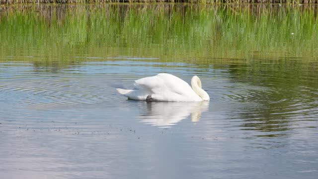 Loan swan on a small inland coastal marsh lake