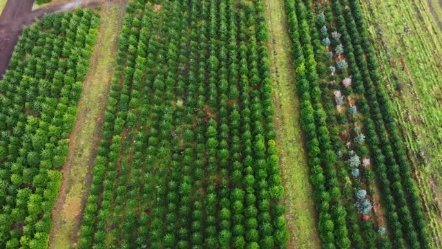 Aerial view of a tree nursery with neatly arranged fir trees.