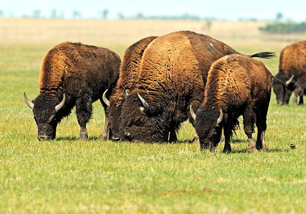 istock Bison in the southern plains 181608644
