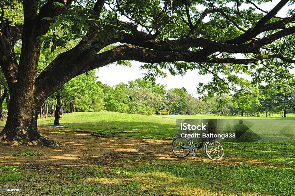 Siodełko na zielonej trawie pod Big tree - Zbiór zdjęć royalty-free (Bicykl)