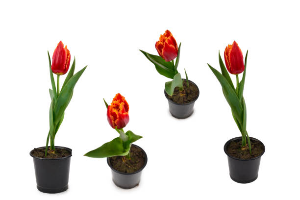 istock Tulip in a pot isolated on white background. 1816110198