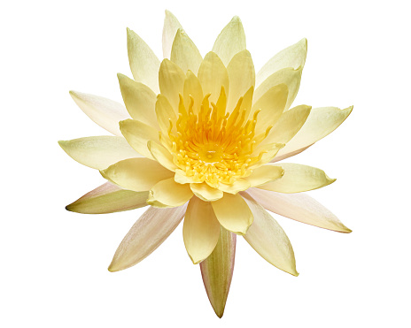 White water lily, Blooming water lily flower isolated on white background, with clipping path