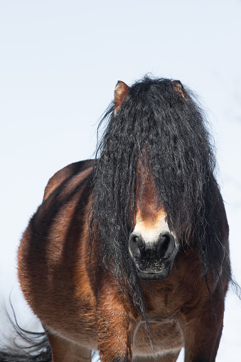 Portrait of a wild horse with a mane over his eyes