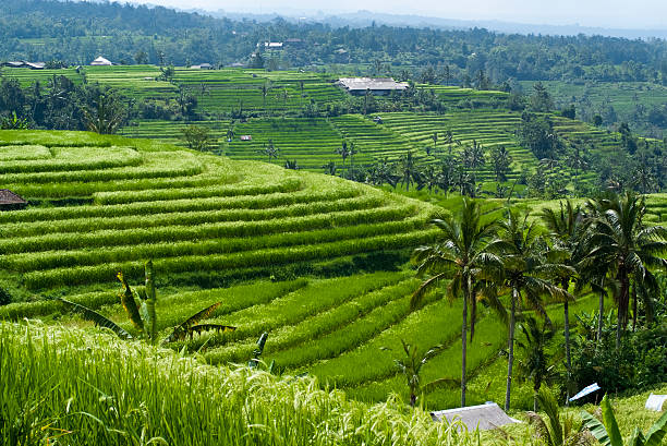 Bali Rice Field Green Terraced Rice Field at Jatiluwih Village, Bali jatiluwih rice terraces stock pictures, royalty-free photos & images