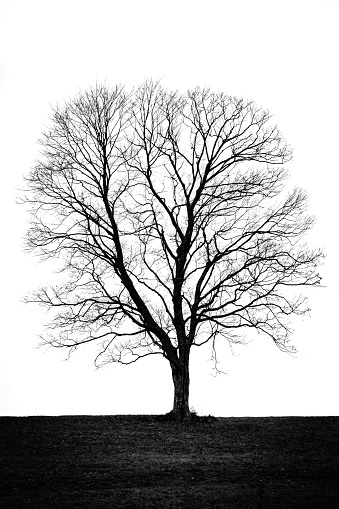 Silhouette of a fantastic bare and dry tree on a white background