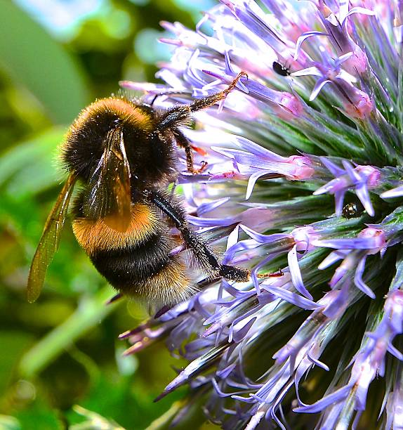 istock Bee on a lilac colour allium flower 181612944