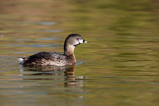 istock Pied-billed grebe, Podilymbus podiceps 181613195