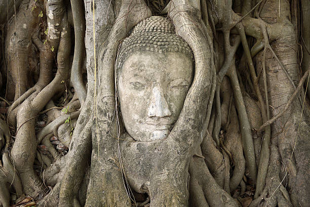 Buddha's Head in tree roots. Ayutthaya, Thailand stock photo