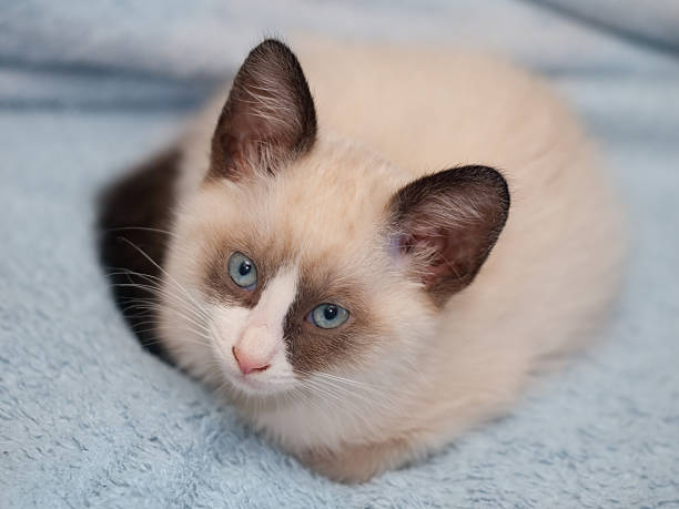 istock kitten breed snowshoe, two monthes 181614904
