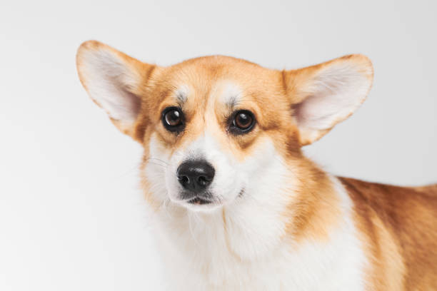 istock Pembroke Welsh Corgi portrait isolated on white studio background with copy space, purebred dog 1816150563