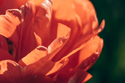 tulips close up horizontal still