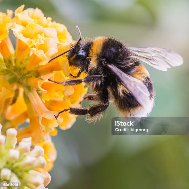 Beschäftigt Bumbler Stockfoto und mehr Bilder von Hummel - Hummel, Biene, Blume