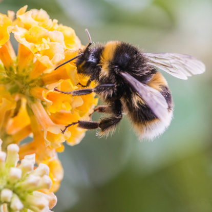 Close up of bumblebee pollinating a canola crop in the canola field