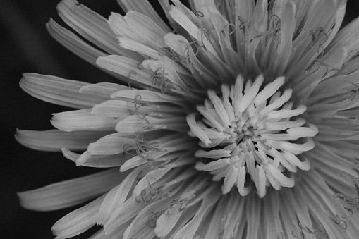 Close up of red flowers with desatured background in black and white. Sadness. Macro flower picture