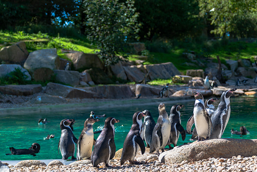 Group of Humboldt penguins at the water's edge.