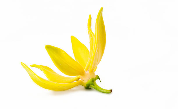 istock Ylang-Ylang Flower 181616484