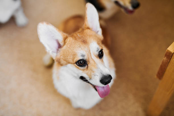 istock Pembroke Welsh Corgi on studio background, close-up portrait of dog muzzle 1816168904