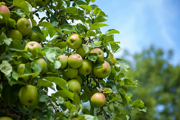 istock Lots Of Fresh Apples 181616899