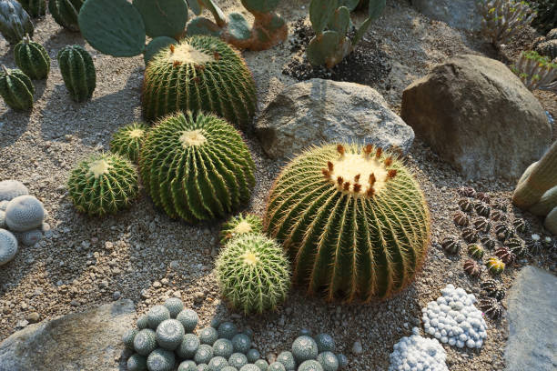 istock close up of a round cactus 1816179403