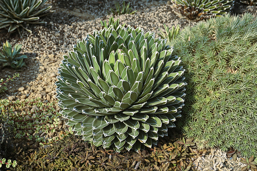 close up of a round cactus,Large green succulent planted in ground