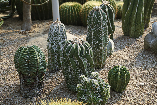 close up of a round cactus,Large green succulent planted in ground
