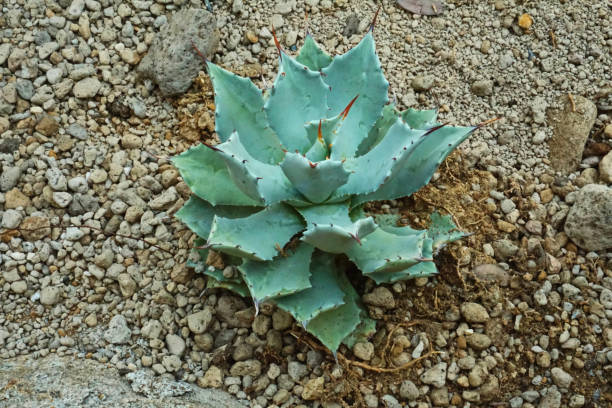 istock close up of a round cactus 1816179940