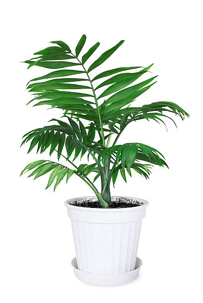 istock House plant Chamaedorea in a flower pot 181619236