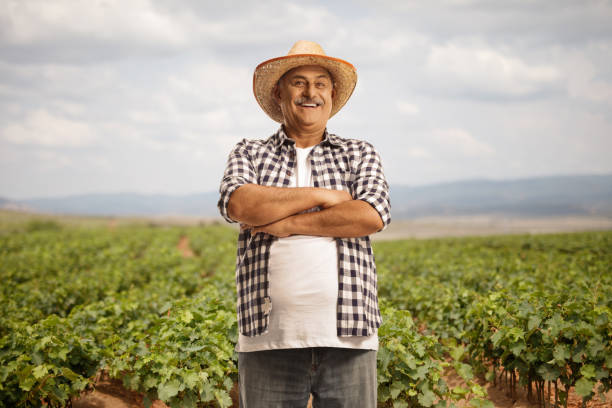 istock Mature farmer posing with crossed arms at a vineyard 1816195553
