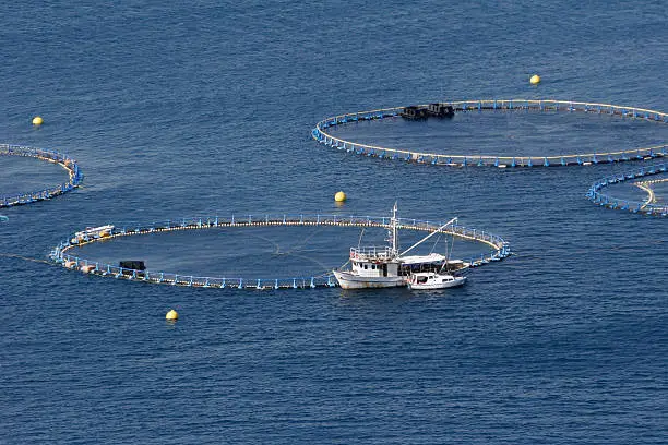 Photo of Tuna farming