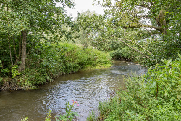istock River Geul among abundant wild vegetation and leafy trees 1816199054