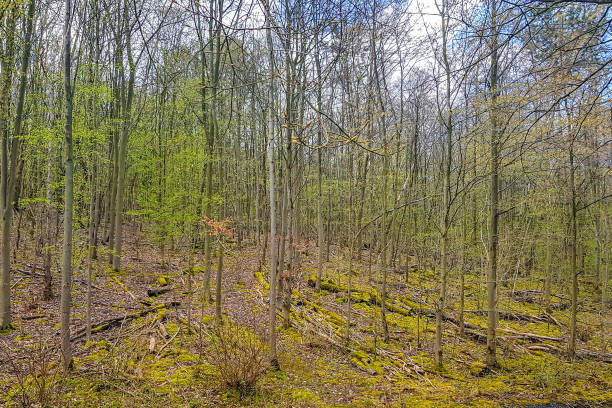 istock Abundant bare trees on a hillside, ground covered with green moss 1816199755