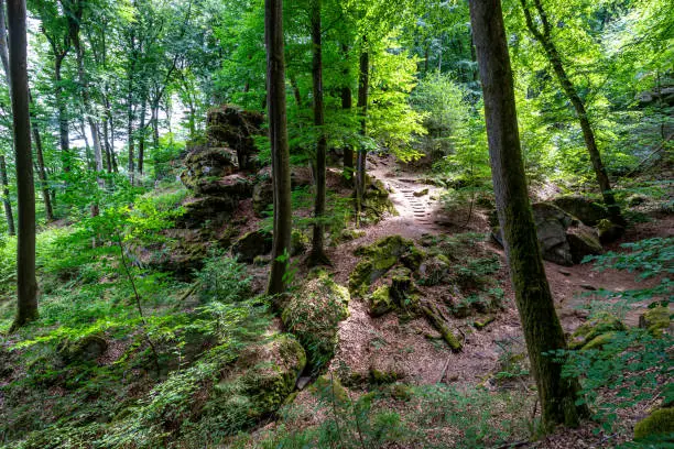 Woodland landscape among rocky slope in Teufelsschlucht nature reserve, ecological staircase among wild vegetation in background, abundant green foliage, sunny summer day in Irrel, Germany
