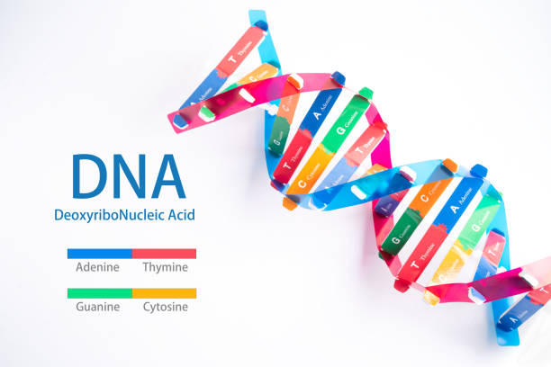 istock DNA or Deoxyribonucleic acid is a double helix chains structure formed by base pairs attached to a sugar phosphate backbone. 1816204018