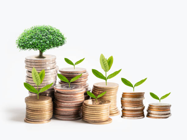 Tree plumule leaf on save money stack coins, Business finance saving banking investment concept.
