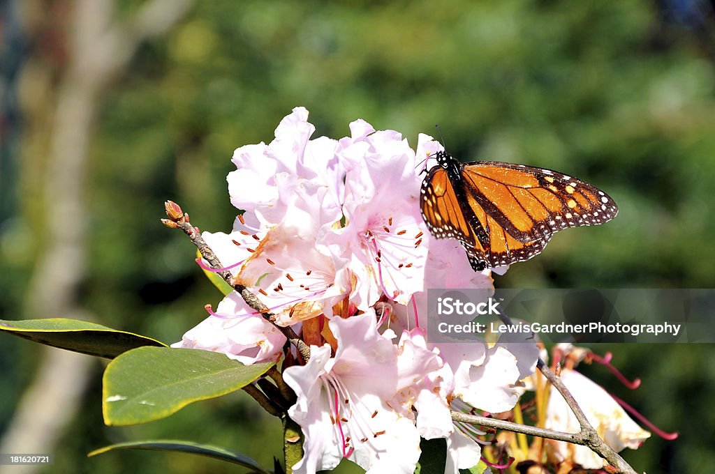 Aninhada borboleta - Foto de stock de 2000-2009 royalty-free