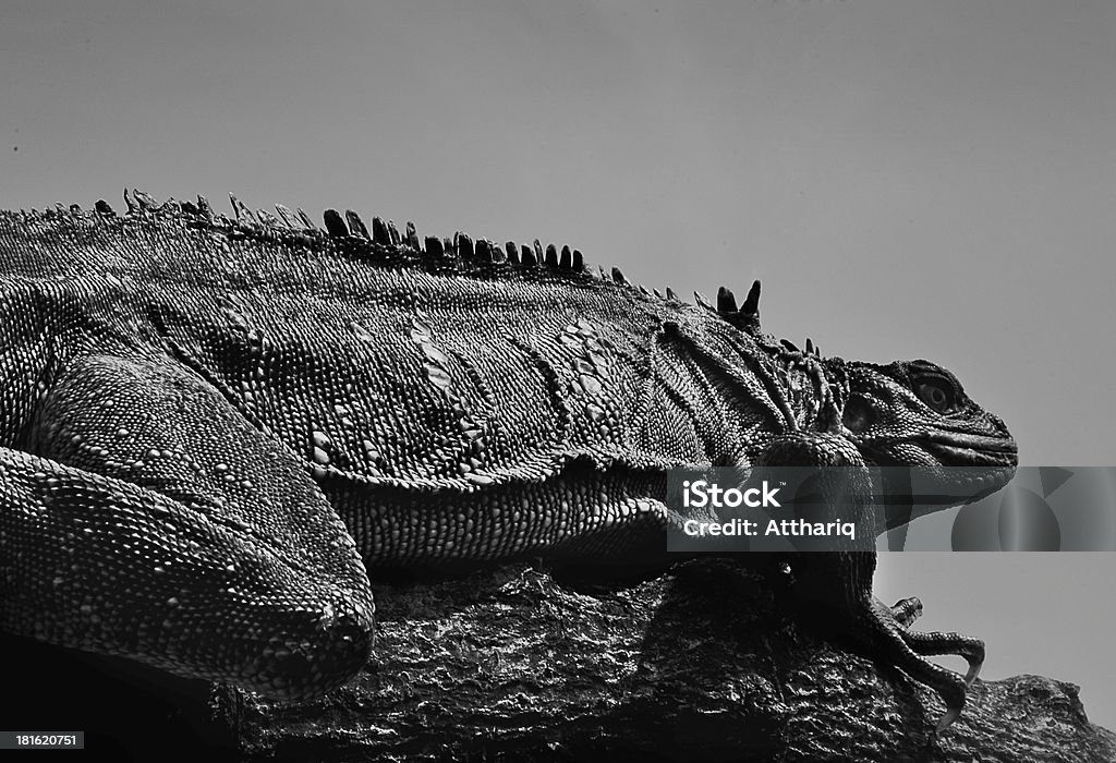 Reptile géant - Photo de Animaux de compagnie libre de droits