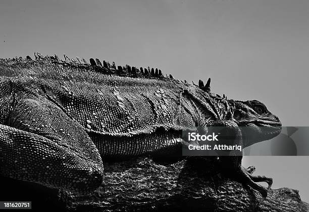 Giant Gad - zdjęcia stockowe i więcej obrazów Bez ludzi - Bez ludzi, Czarno biały, Fotografika