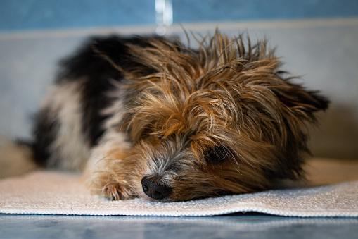 Tired expression of a wet Yorkshire Terrier dog after a bath. Lying on a towel. The cuteness of a four-legged animal.